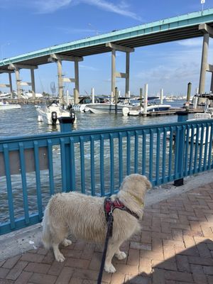 Nervous Nellie's by null