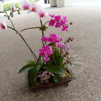 Vine Garden - Flowers & Gifts Near Me - Los Angeles, California Vine Garden - Flowers & Gifts Near Me - Los Angeles, California