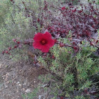 Sholom Park - Flowers - Parks Near Me - Ocala, Florida