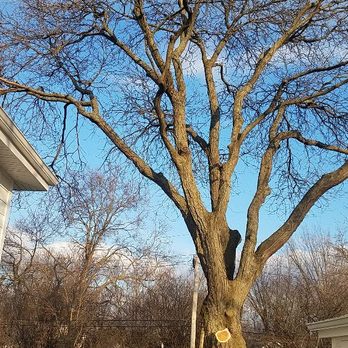Koala Tree Service - After - Tree Services Near Me