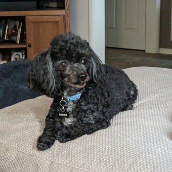 Thia Pets Grooming - Pet Groomers Near Me - Centerville, Ohio