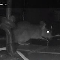 Yates-Astro Termite & Pest Control - Enjoying its supper from Yates brand of snap trap without setting it off.