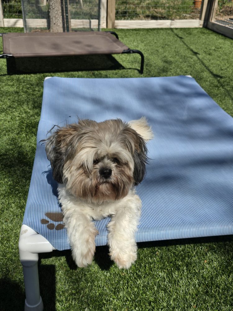 Happy Dogs Boarding & Daycare - pet boarding facility in Oklahoma City, OK
