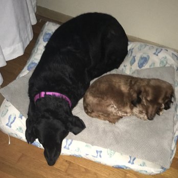 Circle Kennel Club - Pet Sitting Near Me - Green Bay, Wisconsin