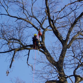 Johnny's Tree Service - No tree too big!! - Tree Services Near Me - Jackson, Michigan Johnny's Tree Service - No tree too big!! - Tree Services Near Me - Jackson, Michigan