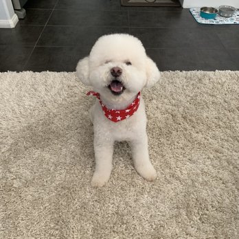 Doggi Dogi Spa - The cutest little cut - Pet Groomers Near Me - Fullerton, California