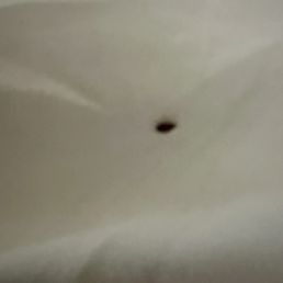 Bed bug Bed bug