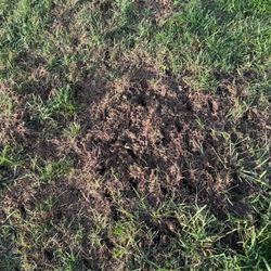Green Lawn Fertilizing