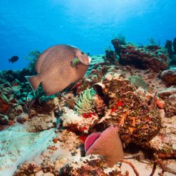 Diver Dan's Scuba & Aquatic Center