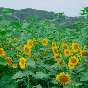 Brookdale Farms - sunflowers in bloom Aug 18, 2021 - Venues & Event Spaces Near Me - Eureka, Missouri