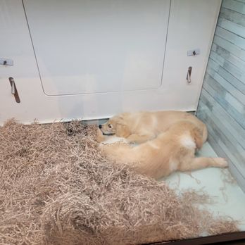 Pettito - Pet Breeders Near Me - Oklahoma City, Oklahoma Pettito - Pet Breeders Near Me - Oklahoma City, Oklahoma