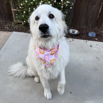 Woof Wash Waggin - Pet Groomers Near Me Woof Wash Waggin - Pet Groomers Near Me