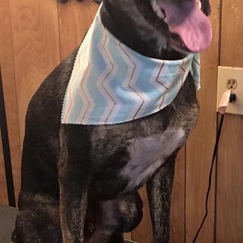 The Dog Studio - McCoy boy! - Pet Groomers Near Me - Ashland City, Tennessee The Dog Studio - McCoy boy! - Pet Groomers Near Me - Ashland City, Tennessee