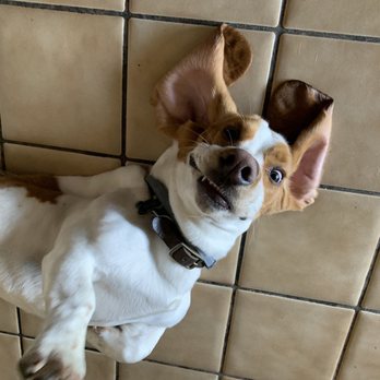 Go Go Spa - He's happy with his spa day. - Pet Groomers Near Me - Rosemead, California Go Go Spa - He's happy with his spa day. - Pet Groomers Near Me - Rosemead, California