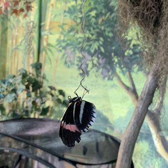Audubon Insectarium - Zoos Near Me - New Orleans, Louisiana Audubon Insectarium - Zoos Near Me - New Orleans, Louisiana