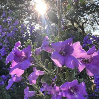 Intuitive Readings and Energetics Training with Zev - Meditation Centers Near Me - Tucson, Arizona Intuitive Readings and Energetics Training with Zev - Meditation Centers Near Me - Tucson, Arizona