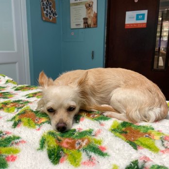 Condado Veterinary Hospital - Noodles at the Vet - Veterinarians Near Me - San Juan, Puerto Rico