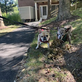Happy Tail - Having a great walk with my buddy - Dog Walkers Near Me - Falls Church, Virginia Happy Tail - Having a great walk with my buddy - Dog Walkers Near Me - Falls Church, Virginia