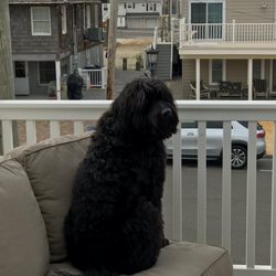 Salty Dog Grooming - My very shaggy, matted Goldendoodle Finn.