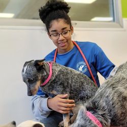 Paw Commons Pet Resort - Gilbert