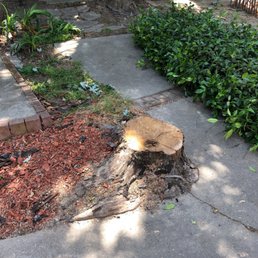 Dead old trees gone Dead old trees gone