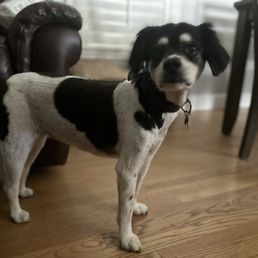 Pepper right after her summer cut.