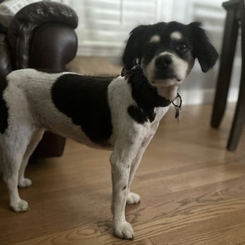 All Stage Canine Development - Pepper right after her summer cut. - Pet Training Near Me - Citrus Heights, California