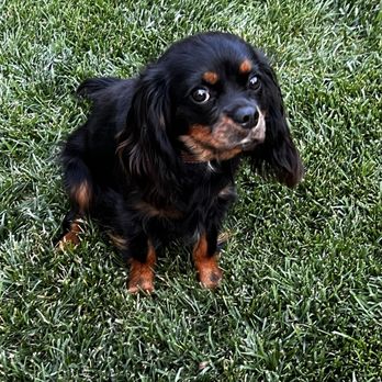 PetSmart - Giovonni chasing nats on the cool and freshly cut yard grass. - Pet Groomers Near Me - Roseville, California