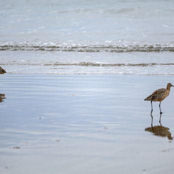 Morro Strand State Beach - Morro Strand State Beach - Beaches Near Me
