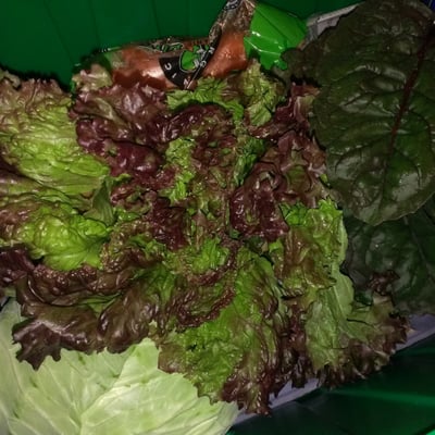 Boston Organics by null