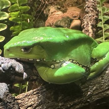 Nashville Zoo - Froggo - Zoos Near Me - Nashville, Tennessee Nashville Zoo - Froggo - Zoos Near Me - Nashville, Tennessee