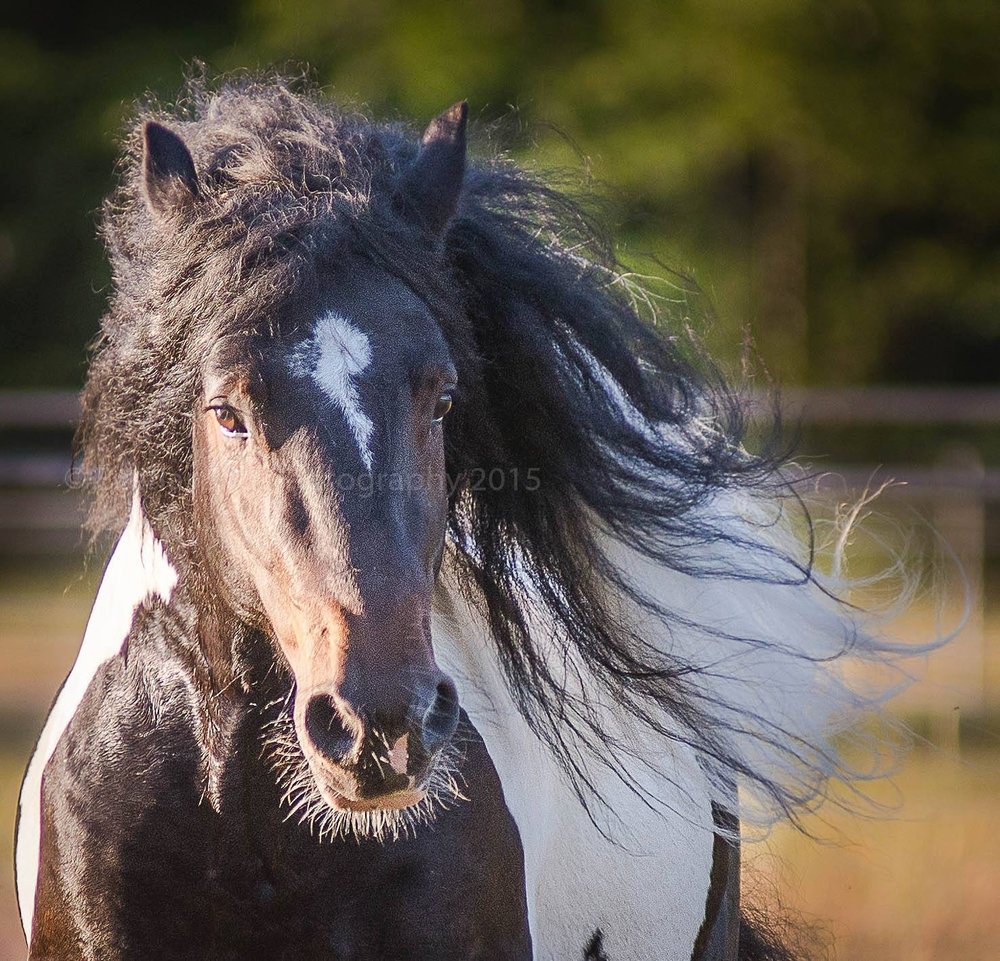 WESTLYN FEED Updated September 2024 910 H Street Rd, Lynden