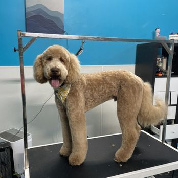 Buzz Cutt Grooms - casper ghosting everybody after this groom !! ( lamb cut 1/2 in on body ) - Pet Groomers Near Me - Charlotte, North Carolina Buzz Cutt Grooms - casper ghosting everybody after this groom !! ( lamb cut 1/2 in on body ) - Pet Groomers Near Me - Charlotte, North Carolina