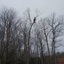 Cowboy Climber Tree Service