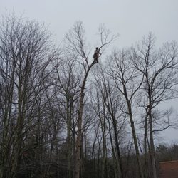 Cowboy Climber Tree Service