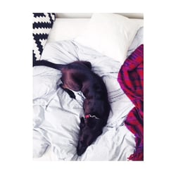 Love On A Leash Trusted Dog Care Services - Lola D snoozes on her sitter's bed