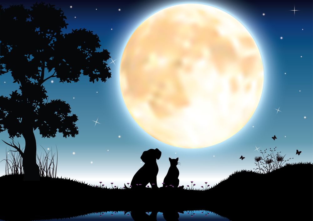 A LOYAL FRIEND Updated June 2024 168 Palm St NE, Live Oak, Florida