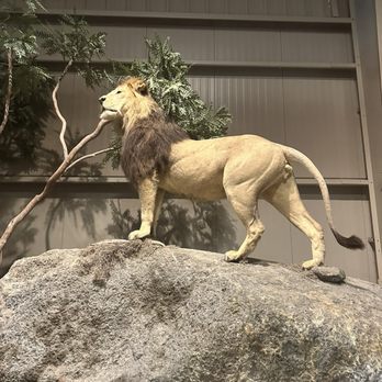 Action Wildlife Foundation - Zoos Near Me - Goshen, Connecticut Action Wildlife Foundation - Zoos Near Me - Goshen, Connecticut