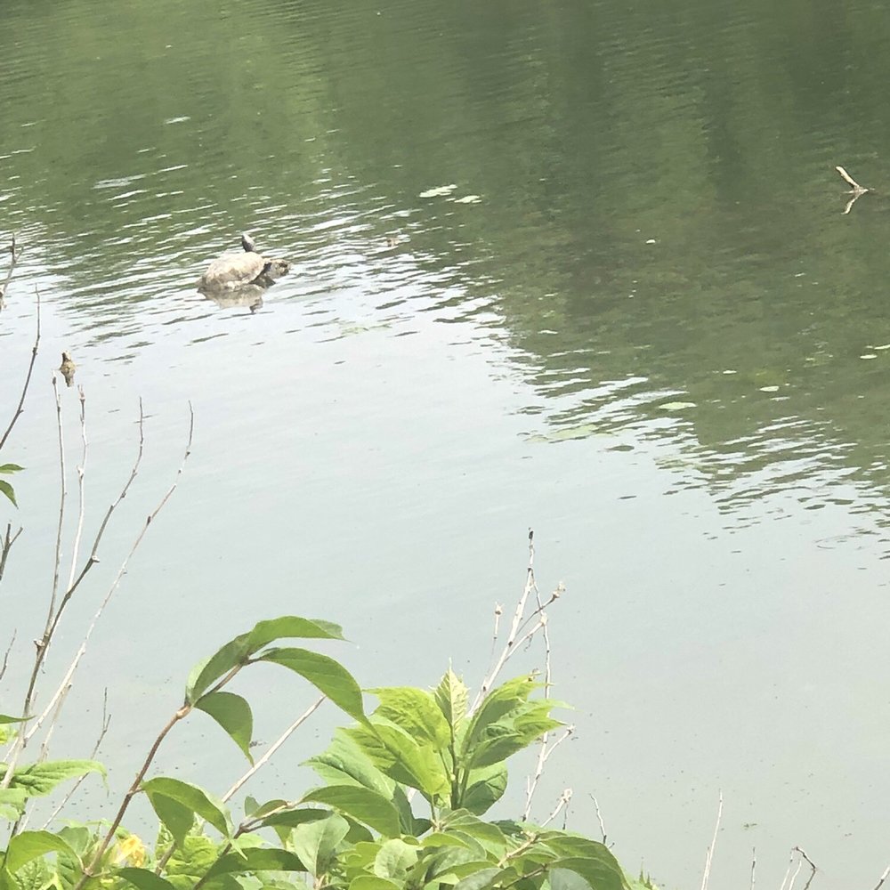 Anchorage Trail - Hiking Near Me - Anchorage, Kentucky