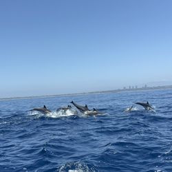 East Meets West  - Dolphins