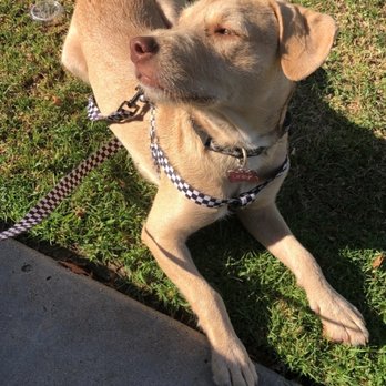 K9 Clarity - Pet Training Near Me K9 Clarity - Pet Training Near Me