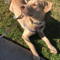 K9 Clarity