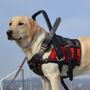 Photo of Find Your Service Dog