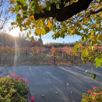 Finale Wines - the sun shining through the trees - Wine Tasting Room Near Me - Healdsburg, California Finale Wines - the sun shining through the trees - Wine Tasting Room Near Me - Healdsburg, California