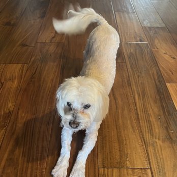 Pet House & Spa - Pet Groomers Near Me - Menifee, California Pet House & Spa - Pet Groomers Near Me - Menifee, California