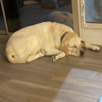 Pet5150 - Tired after lots of play and a bath. - Pet Groomers Near Me - Fort Mohave, Arizona Pet5150 - Tired after lots of play and a bath. - Pet Groomers Near Me - Fort Mohave, Arizona
