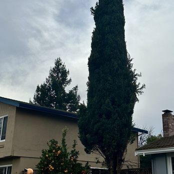 Franco Tree Service - Tree Services Near Me - Gilroy, California