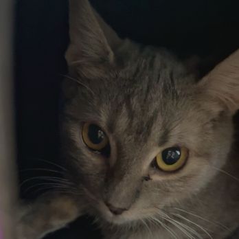 Cat Cafe Rescue - Mila with her mommy. - Pet Adoption Near Me - Chino Hills, California Cat Cafe Rescue - Mila with her mommy. - Pet Adoption Near Me - Chino Hills, California
