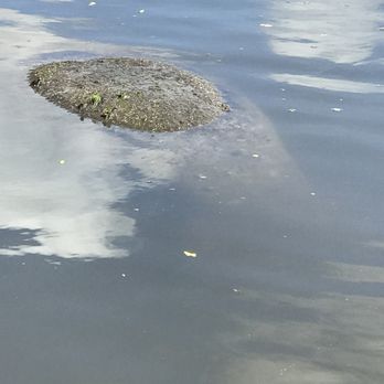 Calypso Kayaking - Manatee - Rafting/Kayaking Near Me - Merritt Island, Florida