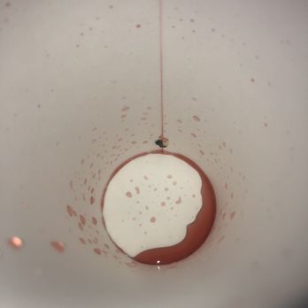 Biscuitville - What's this on my cup? Mold or dead bug - Breakfast & Brunch Near Me - Greensboro, North Carolina Biscuitville - What's this on my cup? Mold or dead bug - Breakfast & Brunch Near Me - Greensboro, North Carolina